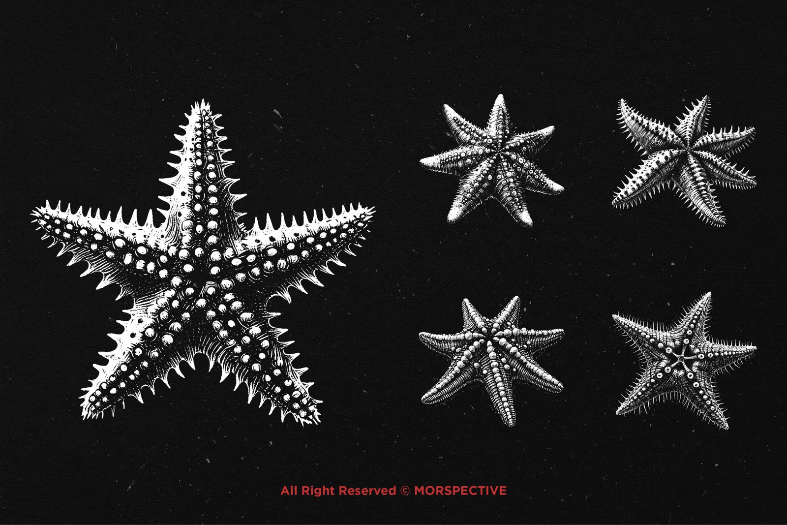 10 Bundle Dark Art Starfish 3 10 Bundle Dark Art Starfish - Image 3